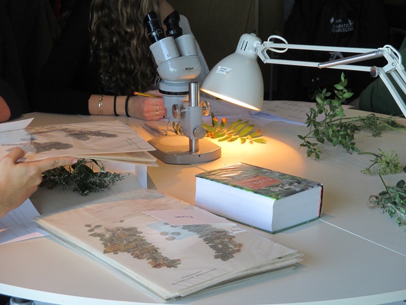 Sigues botànic per un dia: taller d’identificació de plantes