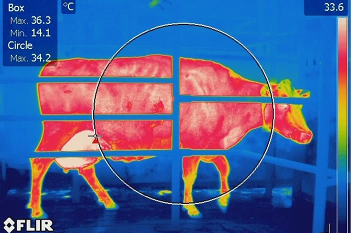 Ús de la termografia per detectar dolor en animals