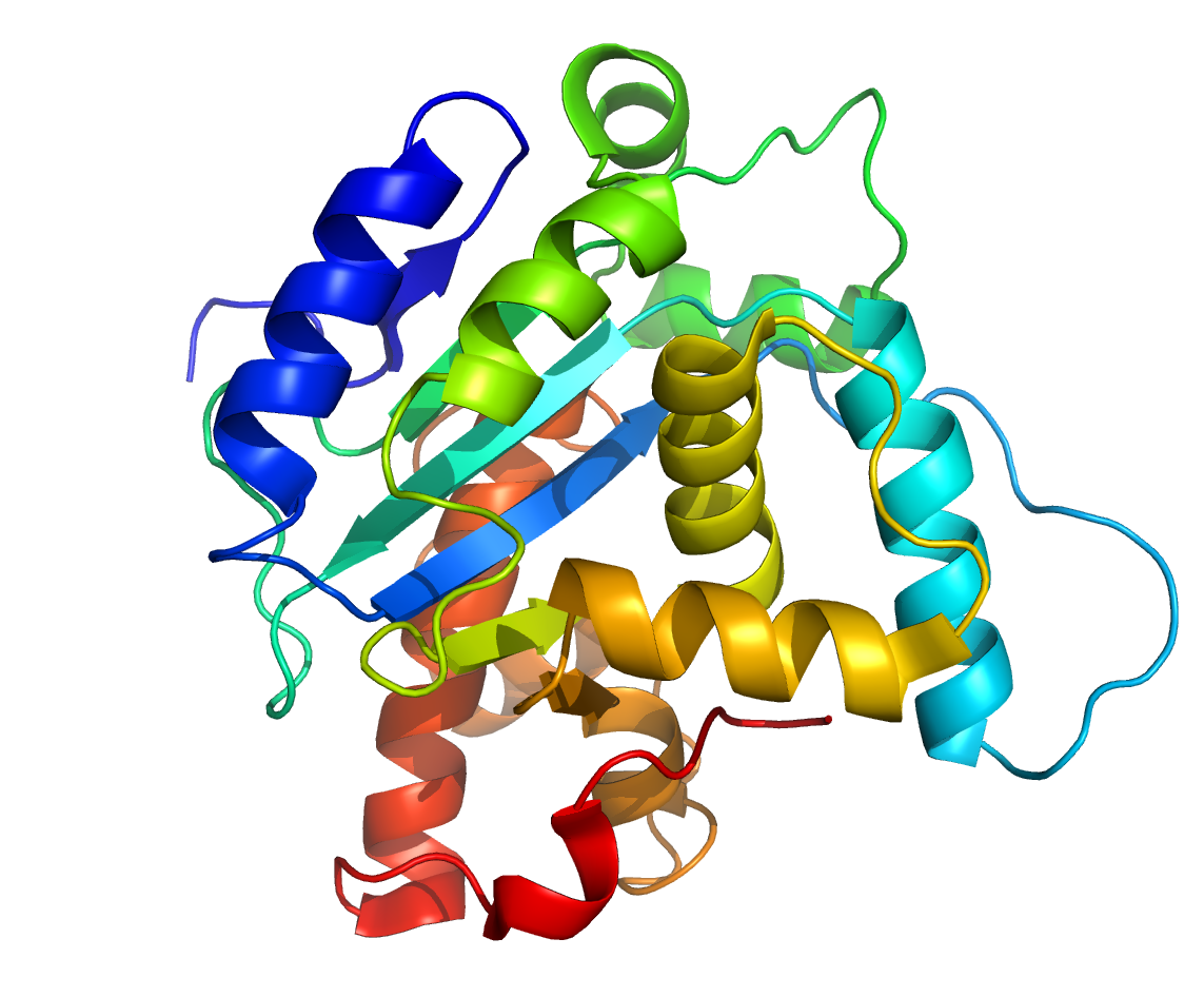 Les proteïnes: els maons de la vida